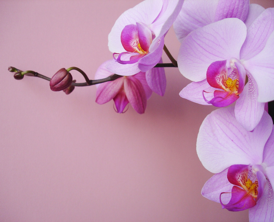 Pink beauty